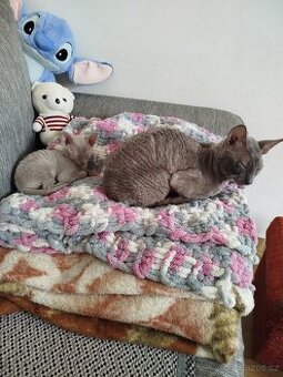 Cornish rex koťátka