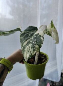 Monstera albo variegata