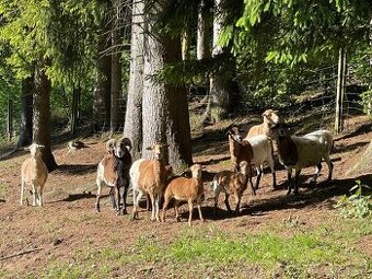 Kamerunská ovce, Beran stádo 6ks +odvoz