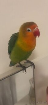 Agapornis