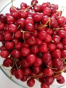 Prodám třešně 60 Kč za 1kg, volejte 607870733