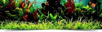 acorus gramineus - 1