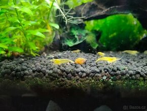 Piskořka hrbolkovitá (Melanoides granifera)
