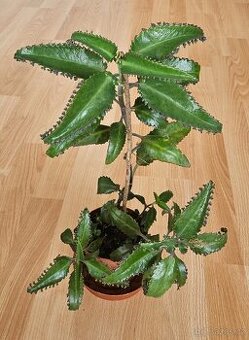 Naduť madagaskarská