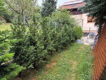 Prodám vzrostlé Thuje 18ks výška od 170 do 220cm - 1