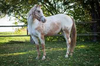 Valášek appaloosa 13 let hledá milující domov