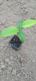 Čierna sapota- Diospyros digyna