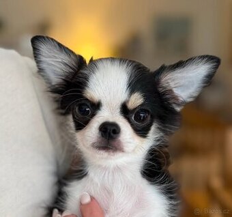 Čivava s PP trikolorní oejsek