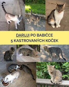 Daruji kočky