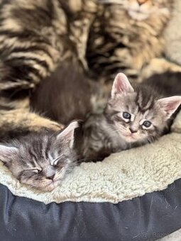 Mainská mývalí kočka - koťata s PP