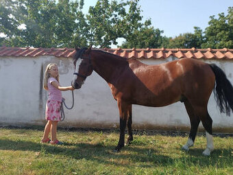 Pony KHV 137 cm (kat.B) 8 letý