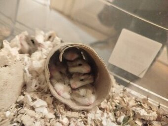 Křečíci Roborovského