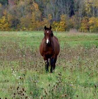 Quarter Horse 2,5 ročná kobylka