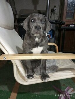 Cane Corso štěňata bez PP