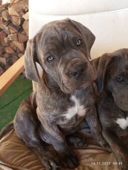 Cane Corso štěňata bez PP