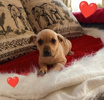 Štěně Čivava x Jezevčík