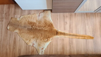 Pravá klokaní kožešina z Austrálie (2)