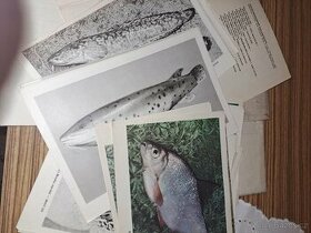 Atlas obratlovců -  ryby