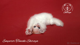 Koťata ragdoll s PP