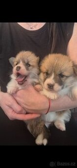 Welsh corgi pembroke s pp fci