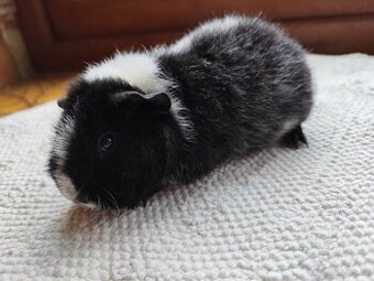 Morče / US Teddy sameček