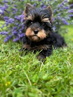 Jorkšírský teriér kluk