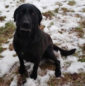 Labrador s PP, mazlivá dospělá fenečka