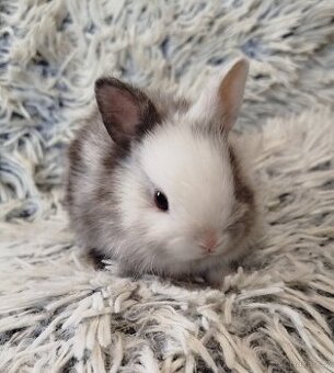 Zakrslý krátkouchý s VP