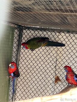 Rosela penant červená