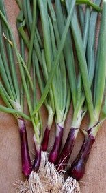 Semínka Cibule, pórek, celer a jiné - 1