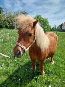 Mini pony