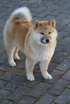 Shiba Inu s PP FCI