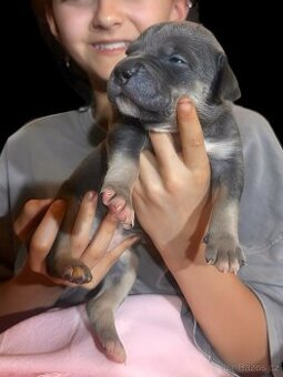 American Bully XL / XXL štěňátka