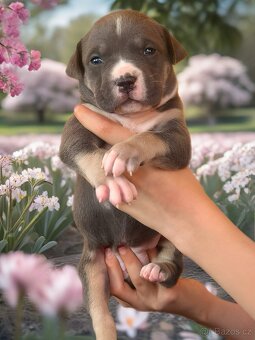 American Bully XL / XXL štěňátka