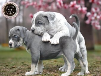 American Bully XL / XXL štěňátka