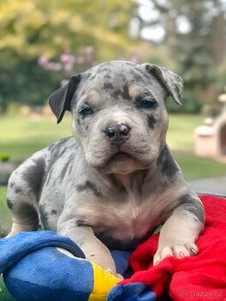 American Bully XL / XXL štěňátka