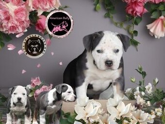 American Bully XL / XXL štěňátka