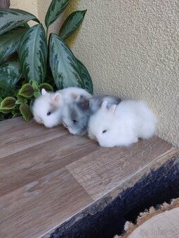 Zakrslý králík TEDDY - tři samičky - 1