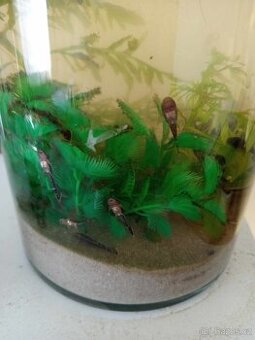 ancitrus