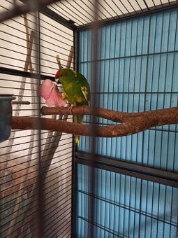Kakariky
