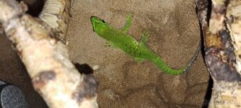 Phelsuma - 1