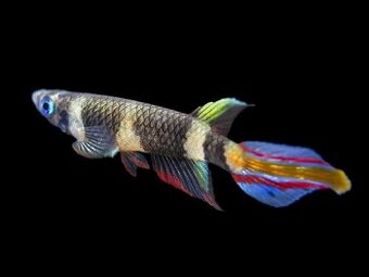 Epiplatys annulatus, halančík prstencový - 1