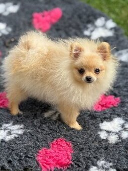 Pomeranian s PP