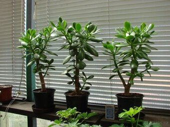 Crassula ovata