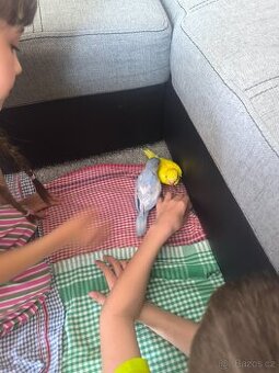 Prodám Alexandra malého ručně dokrmeného