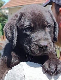 Labradorský retriever s PP