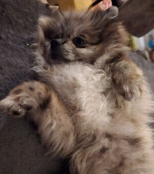 Pomeranian pejsek bez PP