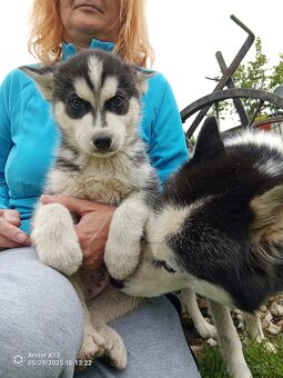 Prodám štěně husky