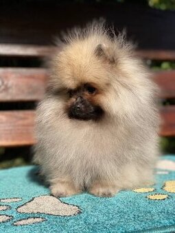 Pomeranian Fenečka PP FCI
