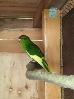 Kakariki